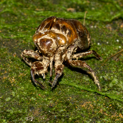 Cryptotympana acuta