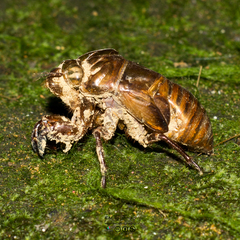 Cryptotympana acuta