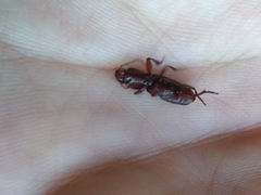 Stenomorphus