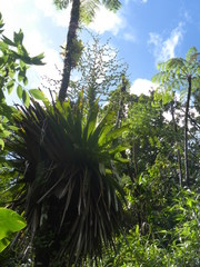 Glomeropitcairnia penduliflora