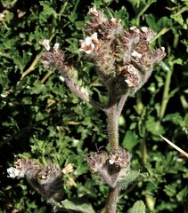 Phacelia secunda