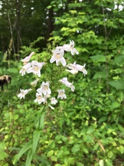 Penstemon