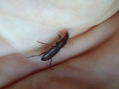 Stenomorphus