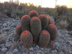 Ferocactus pilosus