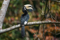 Oriental Pied-Hornbill photo 3