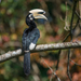 Oriental Pied Hornbill - Photo (c) Rushen, some rights reserved (CC BY-SA)