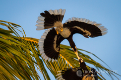 Oriental Pied-Hornbill photo 4