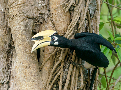 Anthracoceros albirostris