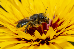 Osmia latreillei
