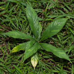 Amorphophallus paeoniifolius