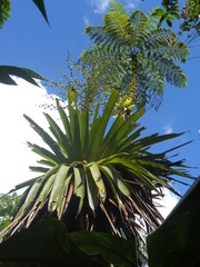 Glomeropitcairnia penduliflora