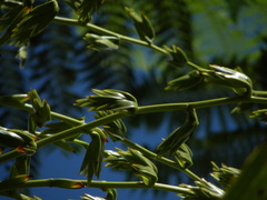 Glomeropitcairnia penduliflora