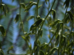 Glomeropitcairnia penduliflora