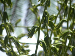 Glomeropitcairnia penduliflora