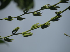 Glomeropitcairnia penduliflora