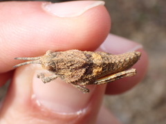 Ocnerodes fallaciosus