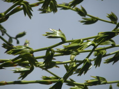 Glomeropitcairnia penduliflora