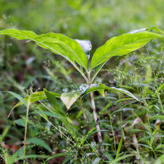 Amorphophallus paeoniifolius