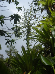 Glomeropitcairnia penduliflora