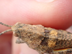 Ocnerodes fallaciosus