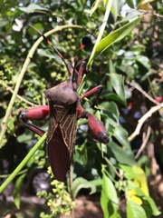 Pachylis acutangulus