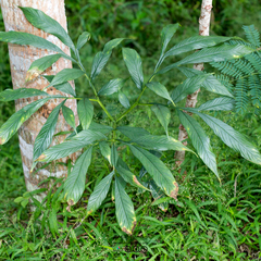 Amorphophallus paeoniifolius