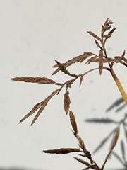 Cyperus longus tenuiflorus