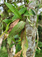 Myrsine coriacea