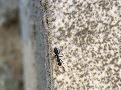 Camponotus morosus