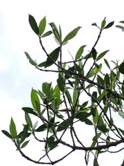 Hedyosmum goudotianum