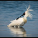 Espátula Real - Photo (c) I Am birdsaspoetry.com , algunos derechos reservados (CC BY-NC-SA)
