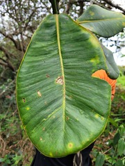 Clusia brachycarpa