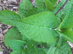 Salvia sclarea