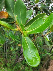 Clusia brachycarpa