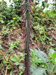 Solanum atropurpureum