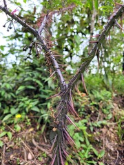 Solanum atropurpureum