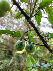 Solanum atropurpureum