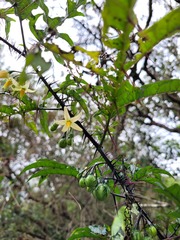 Solanum atropurpureum