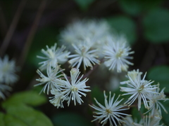 Clematis gouriana