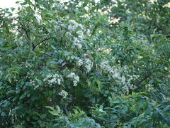 Clematis gouriana
