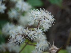 Clematis gouriana
