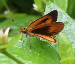 Ancyloxypha dryas