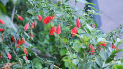 Malvaviscus penduliflorus