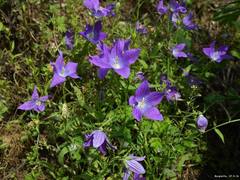 Campanula ramosissima