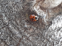 Harmonia axyridis