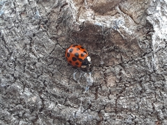 Harmonia axyridis