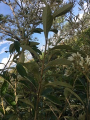 Vernonia potamophila