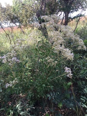 Vernonia potamophila