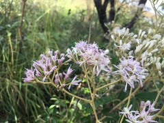 Vernonia potamophila