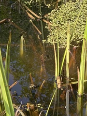 Lissotriton vulgaris